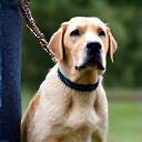 Max, a rescued Labrador, proudly performing a 'sit' command with his owner.