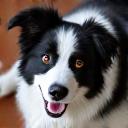 Portrait of an energetic Border Collie, looking happily tired